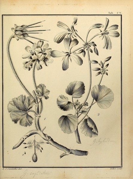 Monadelphiae classis dissertationes decem (Tab. CV) (8188886748)