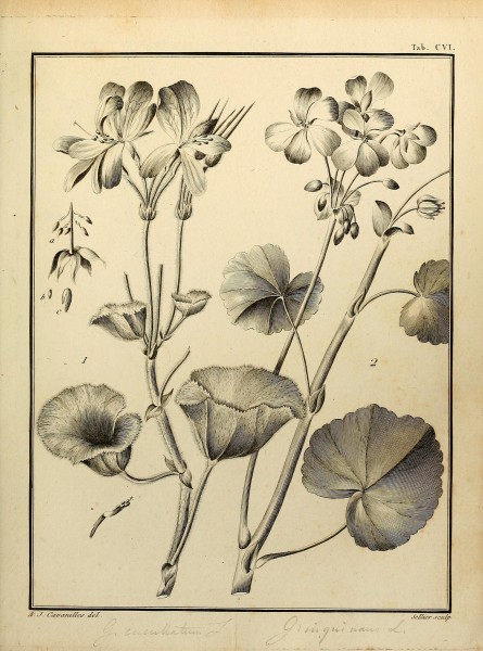 Monadelphiae classis dissertationes decem (Tab. CVI) (8188887834)