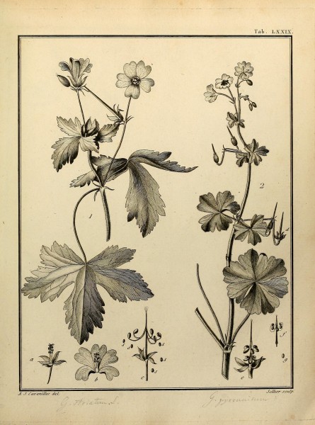 Monadelphiae classis dissertationes decem (Tab. LXXIX) (8188868634)
