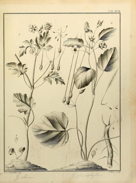 Monadelphiae classis dissertationes decem (Tab. XCII) (8187797741)
