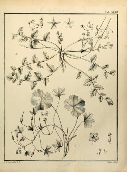 Monadelphiae classis dissertationes decem (Tab. XCIII) (8188878428)