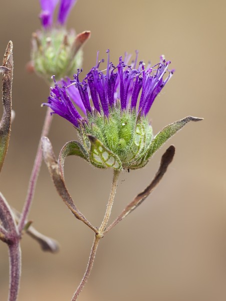 Monardella douglasii (Douglas' monardella) (14283612148)