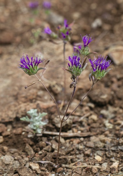 Monardella douglasii (Douglas' monardella) (14447086086)
