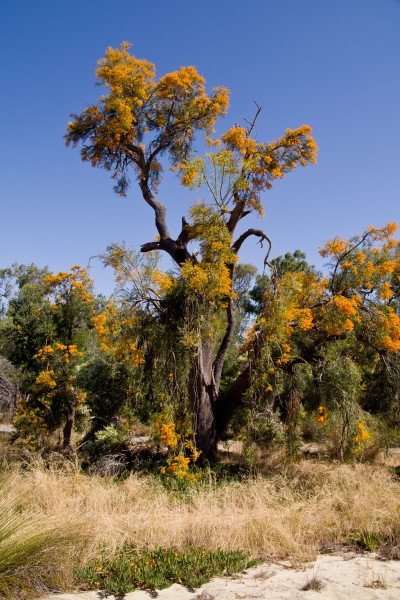 Moodjar 301216 gnangarra-108