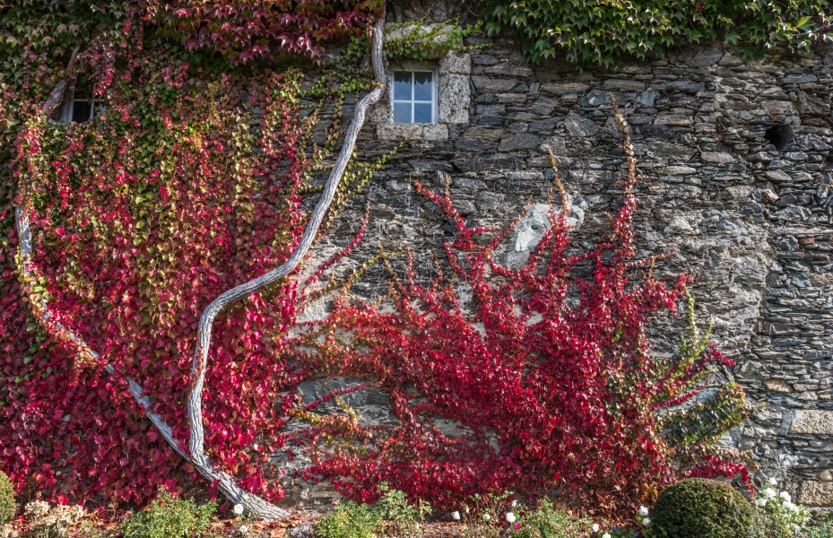 Moosburg Schloss 1 Schloss W-Wand wilder Wein Auschnitt 23102018 5138