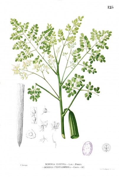 Moringa oleifera Blanco1.125