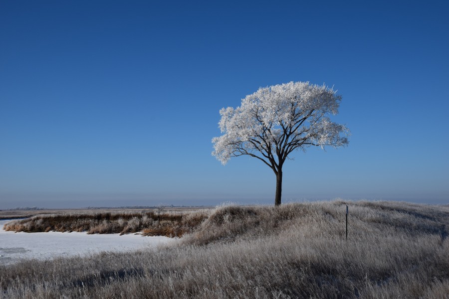 Morning Frost (15863672198)