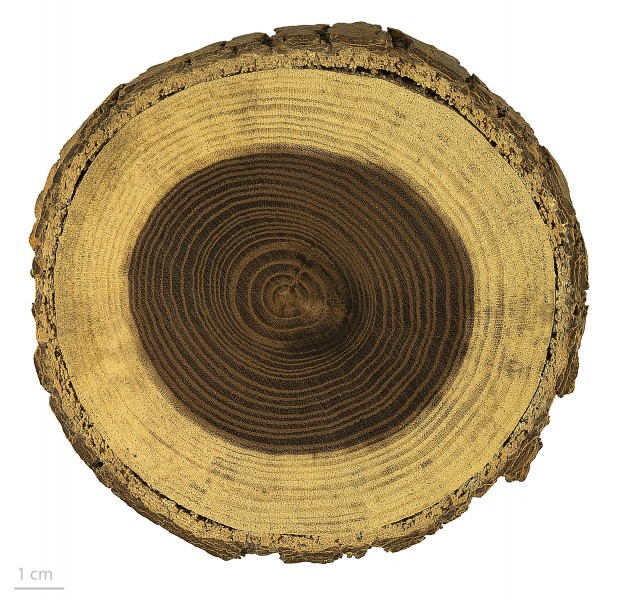 Morus alba MHNT.BOT.2006.0.1270