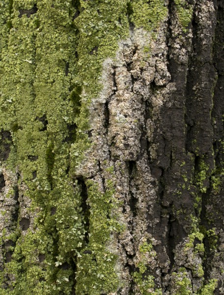 Moss on the trunk