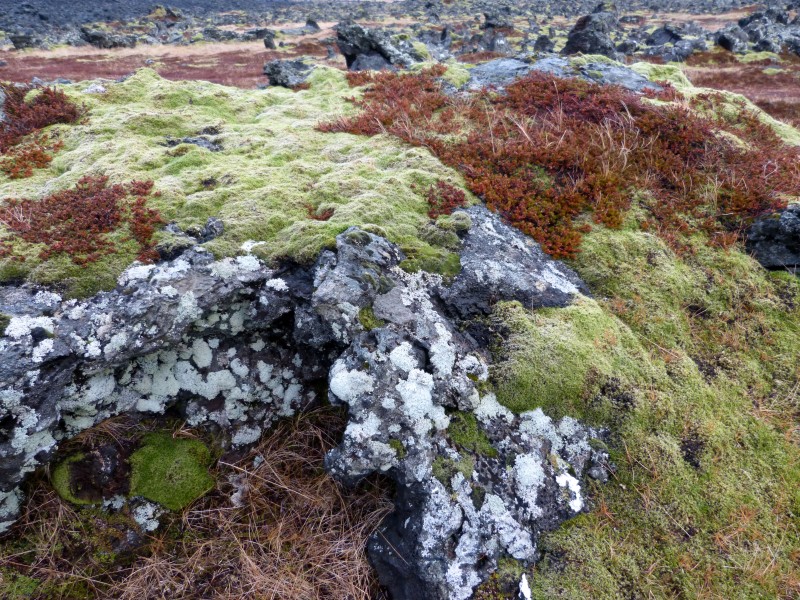 Mosses , vegetation - Flickr - gailhampshire