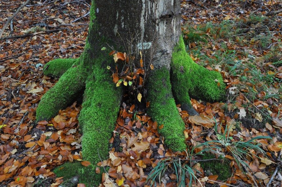 Mossgrown tree roots