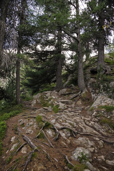 Mountain forest in Morteratsch valley, Graubünden, Switzerland, 2012 July - 3