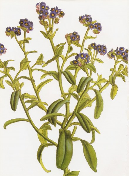 Moyosotis azorica RHS