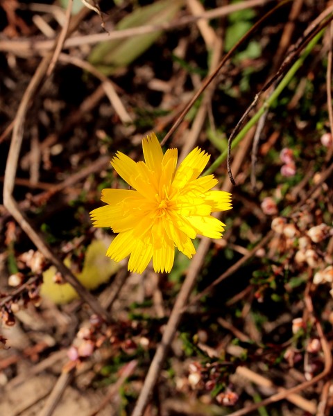 Muizenoor (Hieracium pilosella) 01