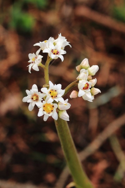 Mukdenia Rossii 02
