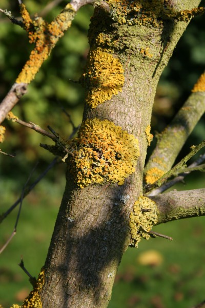 MulberryBark