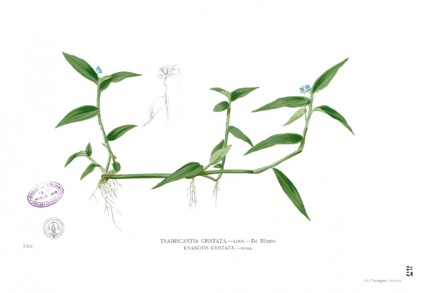 Murdannia nudiflora Blanco1.83
