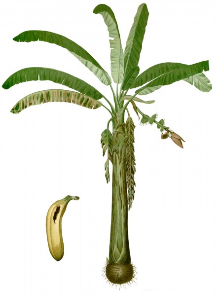 Musa paradisiaca Blanco1.88-cropped