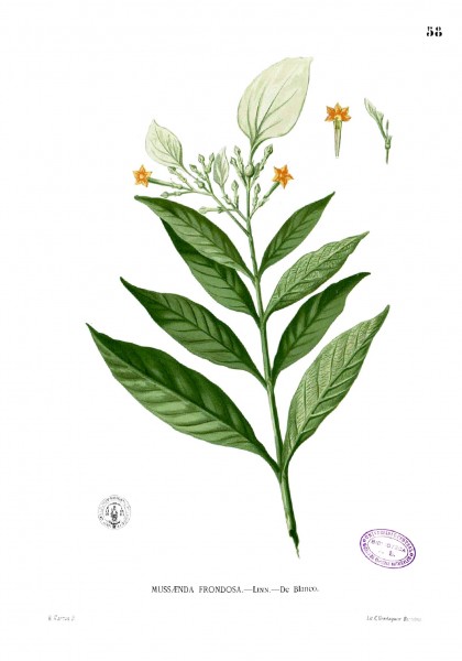 Mussaenda grandiflora Blanc1.58