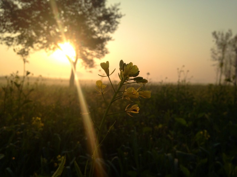 Mustard Flower in Morning