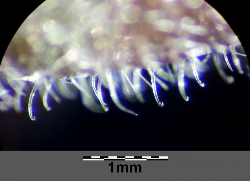 Myosotis stricta sl16