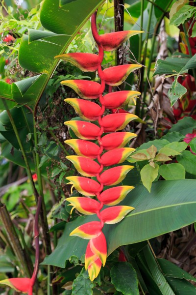 Nabalu Sabah Heliconia-01