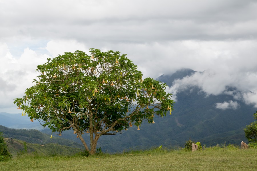 Nabalu Sabah Viewpoint-01