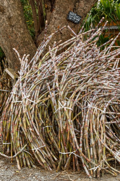 Nakijin Okinawa Japan Sugar-cane-02