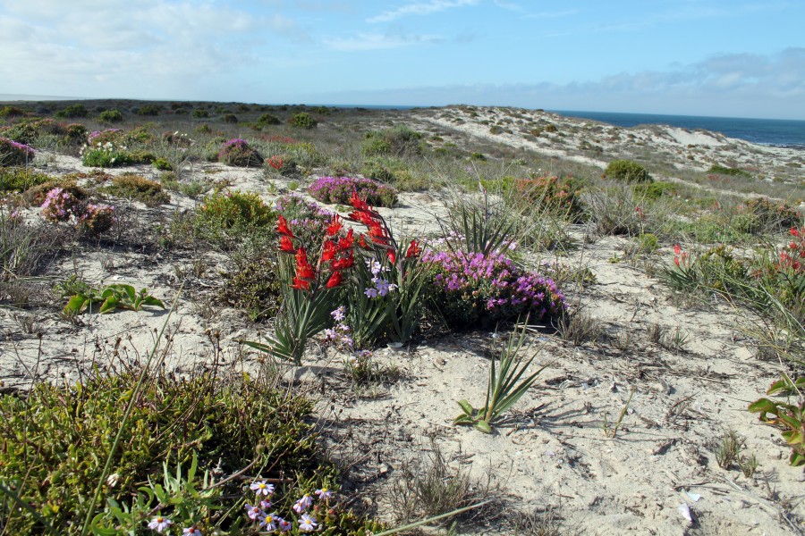 Namaqualand, Northern Cape, South Africa (10466881966)