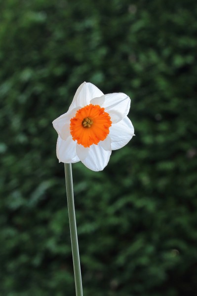 Narcis grootkronig (Narcissus) 05