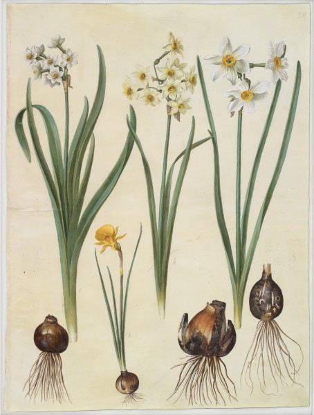 Narcissus tazetta; Narcissus orientalis; Corbularia bulbocodium