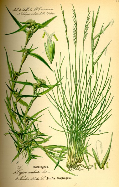 Nardus stricta and Crypsis aculeata 080