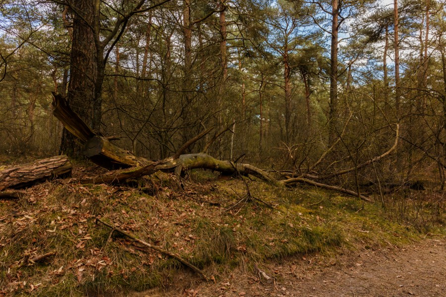 Nationaal Park Drents-Friese Wold. Locatie Dieverzand. Dode boom, belangrijke voedselbron in evenwichtig biotoop 03