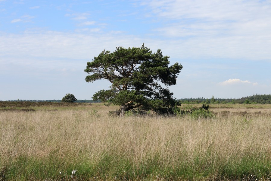 Nationaal Park Drents-Friese Wold. Locatie Fochteloërveen 07