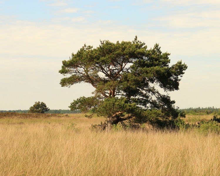 Nationaal Park Drents-Friese Wold. Locatie Fochteloërveen 14