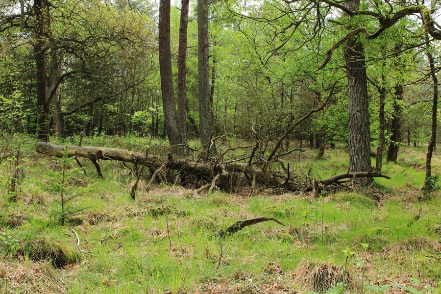 Nationaal Park Drents-Friese Wold 03