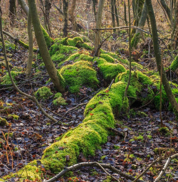 Nationaal Park Weerribben-Wieden. Bemoste boomstronken