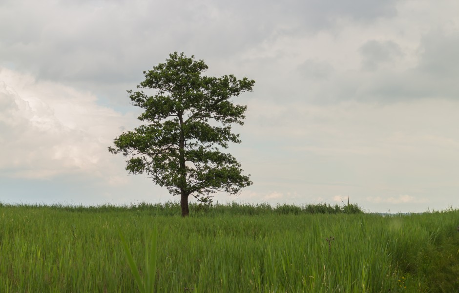 Nationaal Park Weerribben-Wieden. Laarzenpad door veenmoeras van De Wieden. Eenzame boom in een moerassig rietveld 03