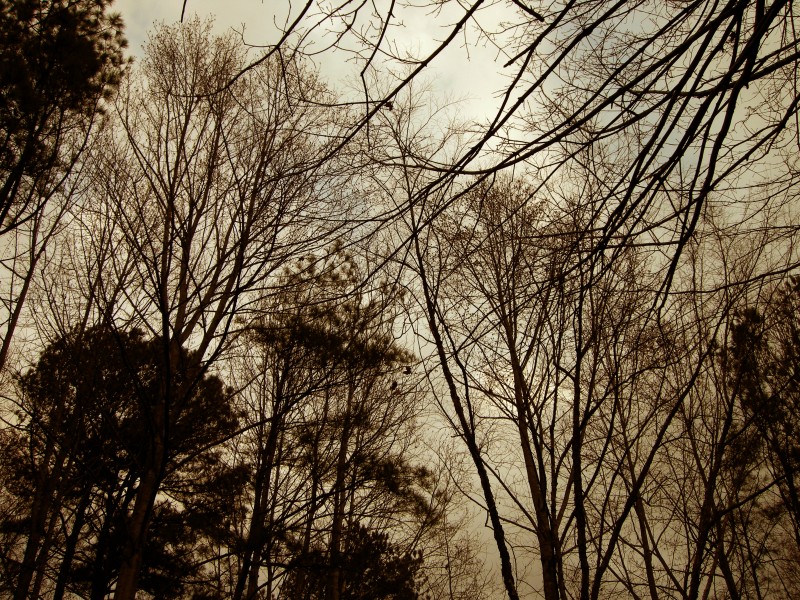 Nature 335007081