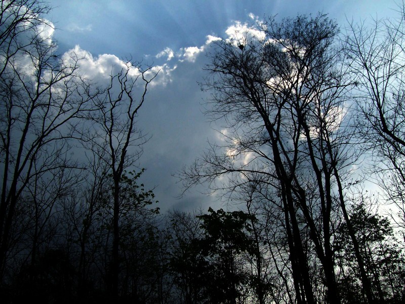 NATURE 4