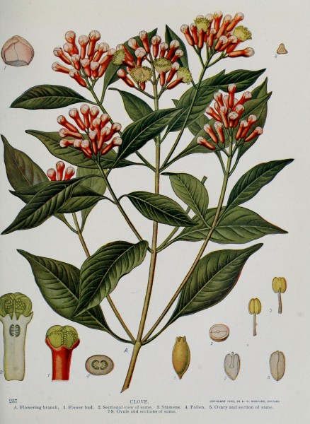 Nature neighbors, embracing birds, plants, animals, minerals, in natural colors by color photography, containing articles by Gerald Alan Abbott, Dr. Albert Schneider, William Kerr Higley...and other (14565288359)