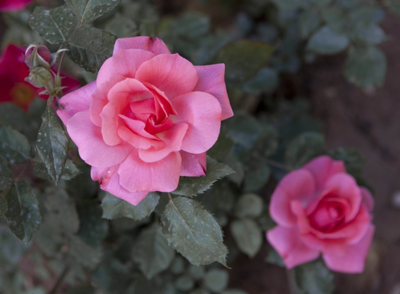 Nature of Iran IMG 7999 (14034985322)