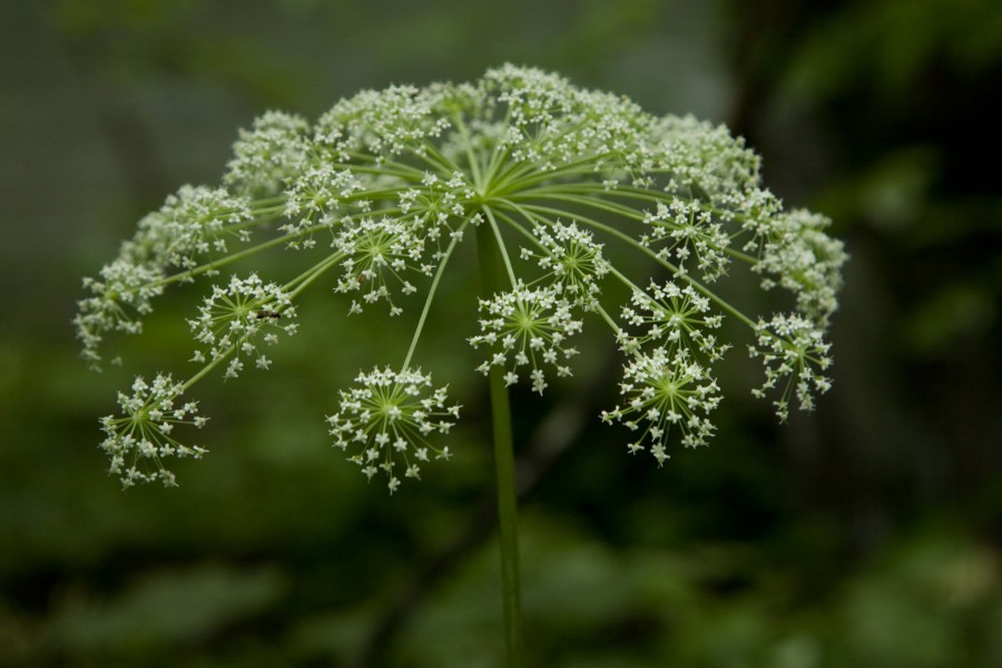 Nature's Fireworks! (3794561685)