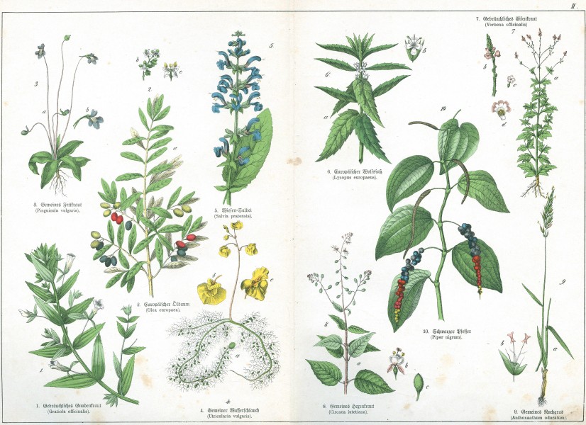 Naturgeschichte des Pflanzenreich Tafel II