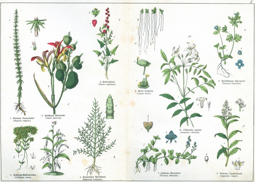 Naturgeschichte des Pflanzenreichs Tafel I