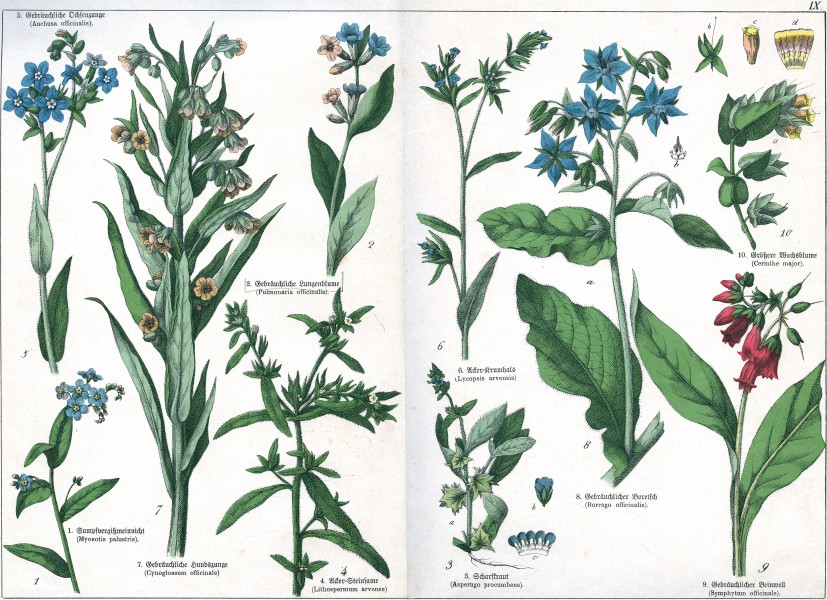Naturgeschichte des Pflanzenreichs Tafel IX