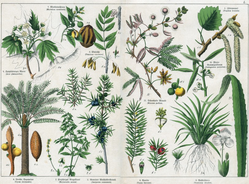 Naturgeschichte des Pflanzenreichs Tafel L