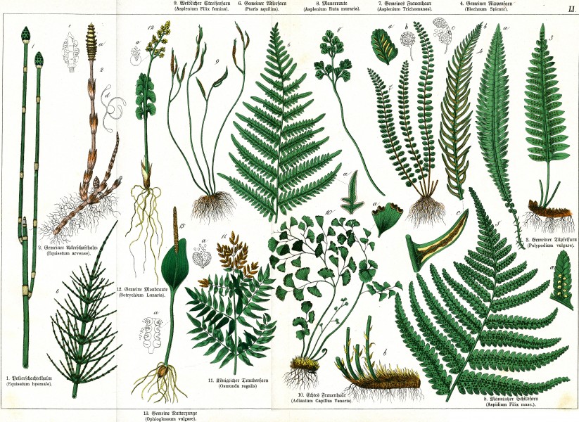 Naturgeschichte des Pflanzenreichs Tafel LI