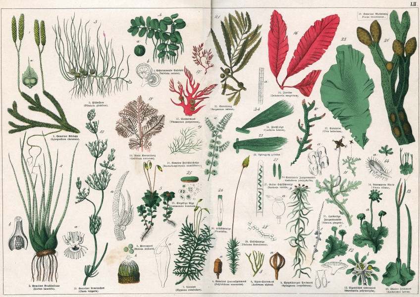Naturgeschichte des Pflanzenreichs Tafel LII