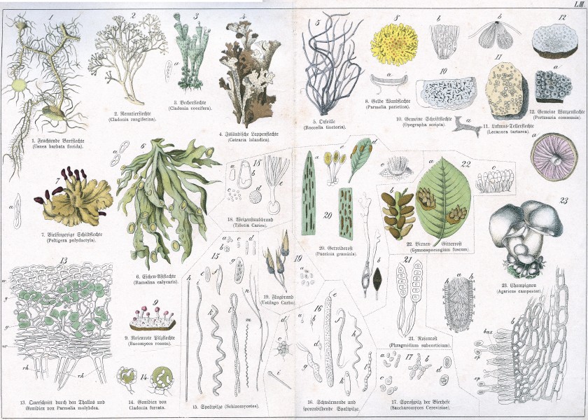 Naturgeschichte des Pflanzenreichs Tafel LIII